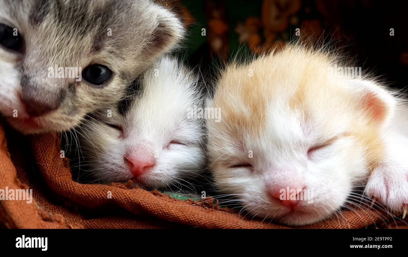 Pretty little cats discount