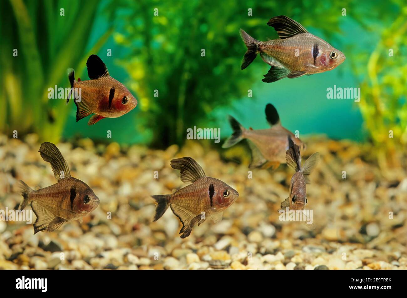 The black phantom tetra (Hyphessobrycon megalopterus), or simply phantom tetra, is a small freshwater fish of the characin family (Characidae) of orde Stock Photo