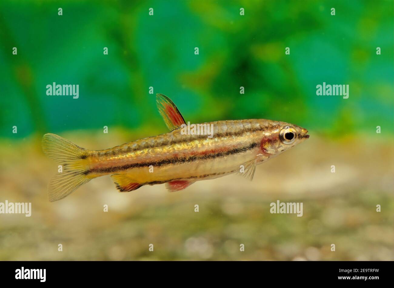 Nannostomus trifasciatus, (from the Greek: nanos = small, and the Latin stomus = relating to the mouth; from the Latin: trifasciatus = three bands) Stock Photo