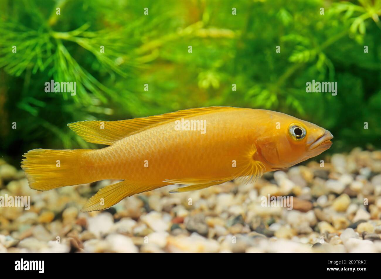 Neolamprologus leleupi (lemon cichlid) is a species of cichlid endemic to Lake Tanganyika where it occurs throughout the lake. Stock Photo