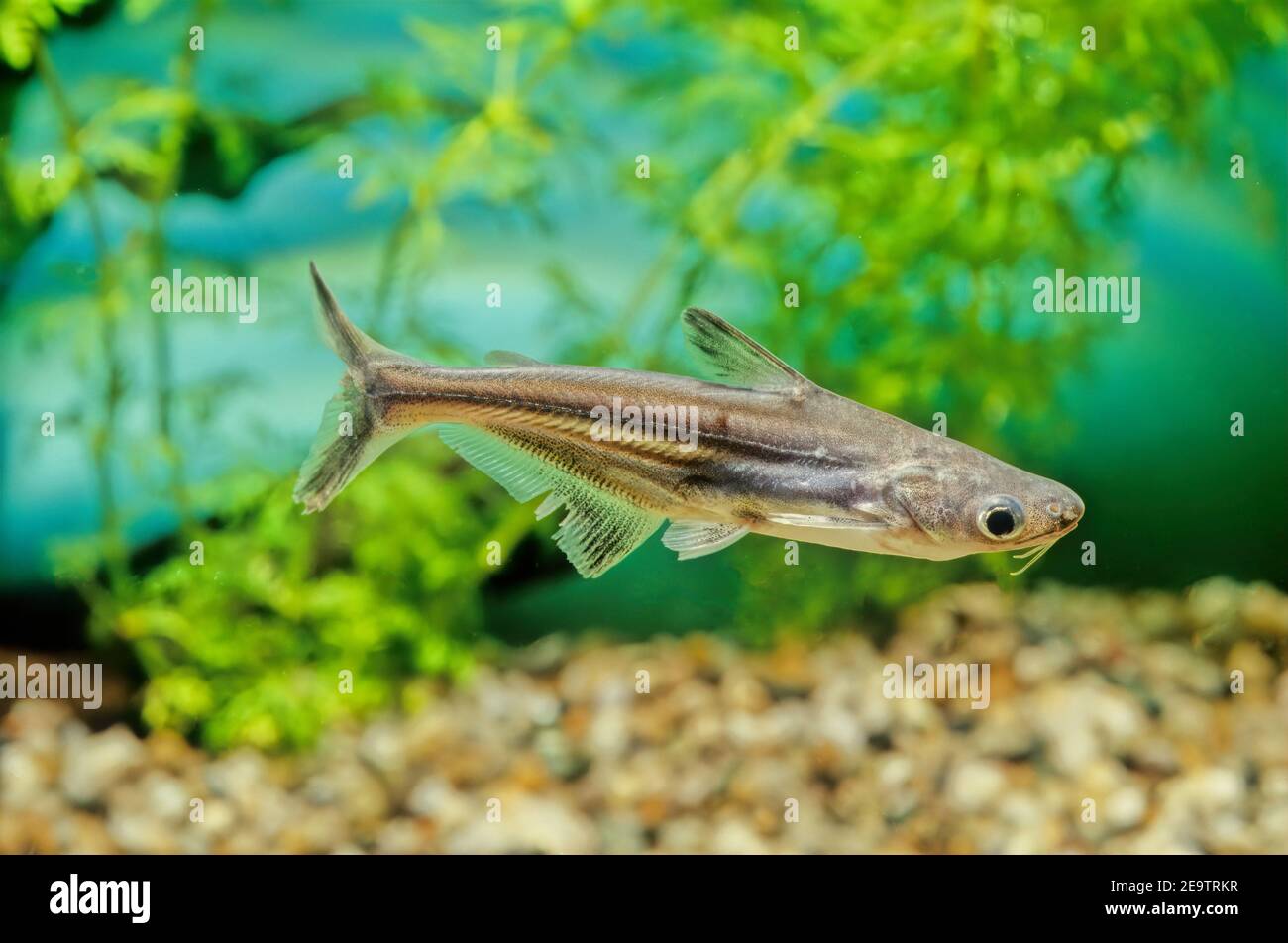 The iridescent shark (Pangasianodon hypophthalmus) is a species of shark  catfish (family Pangasiidae) native to the rivers of Southeast Asia Stock  Photo - Alamy
