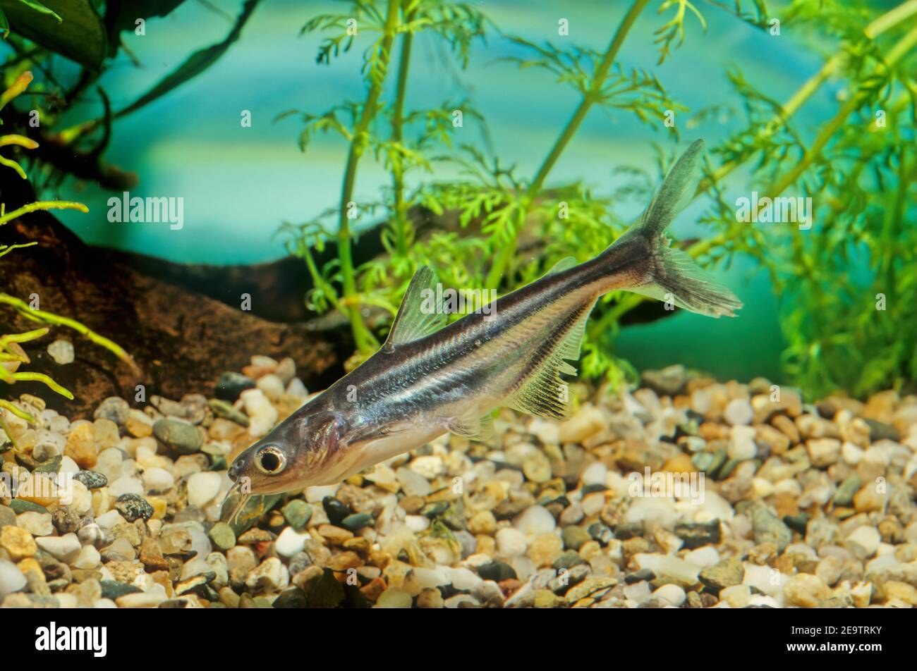 The iridescent shark (Pangasianodon hypophthalmus) is a species of shark catfish (family