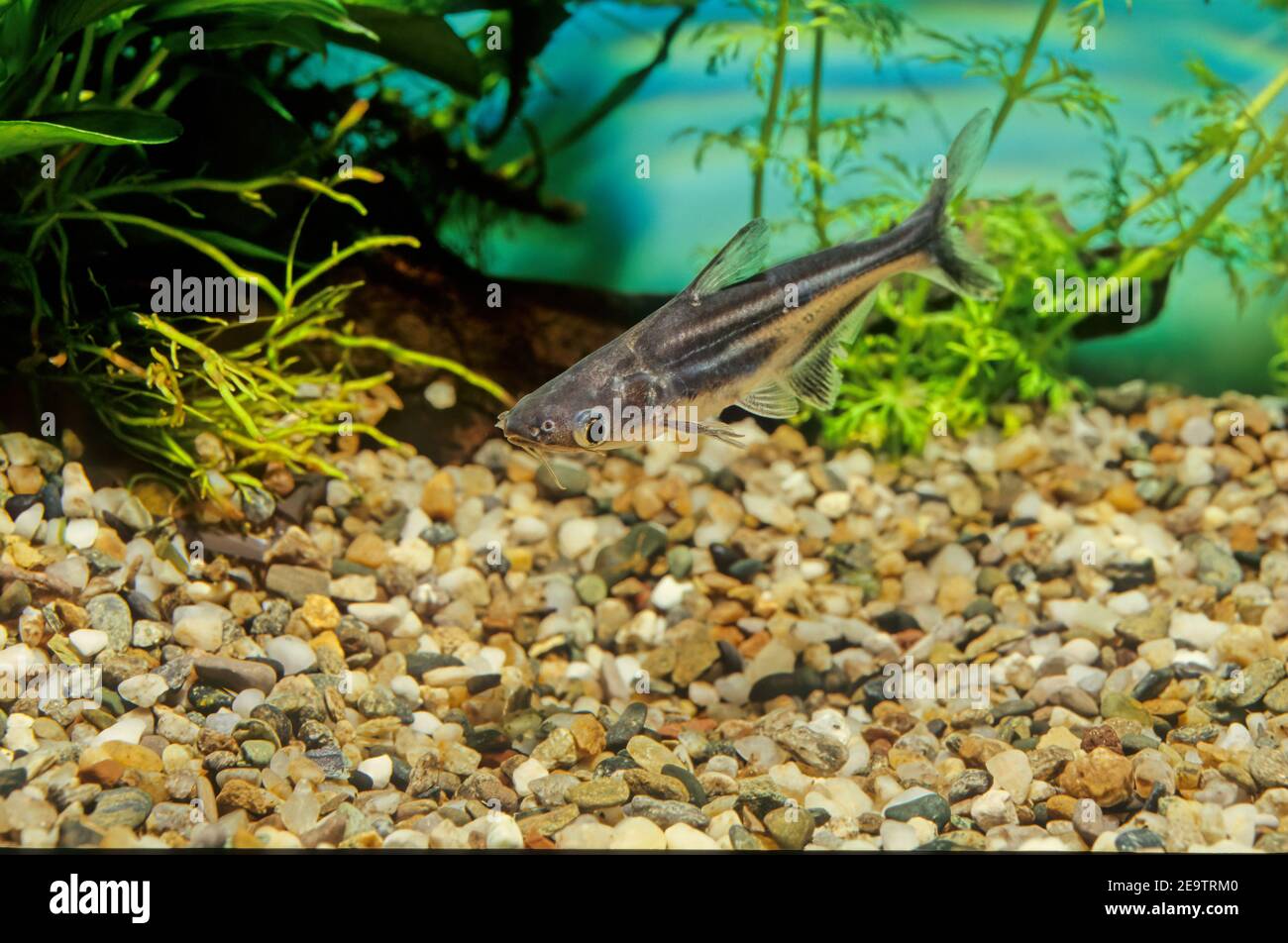 The iridescent shark (Pangasianodon hypophthalmus) is a species of shark catfish (family