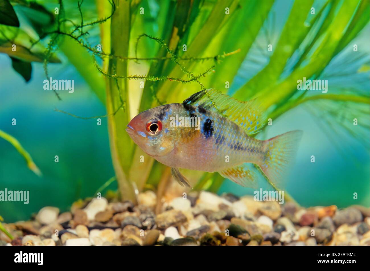 The blue ram, Mikrogeophagus ramirezi, is a species of freshwater fish endemic to the Orinoco River basin, in the savannahs of Venezuela and Colombia Stock Photo
