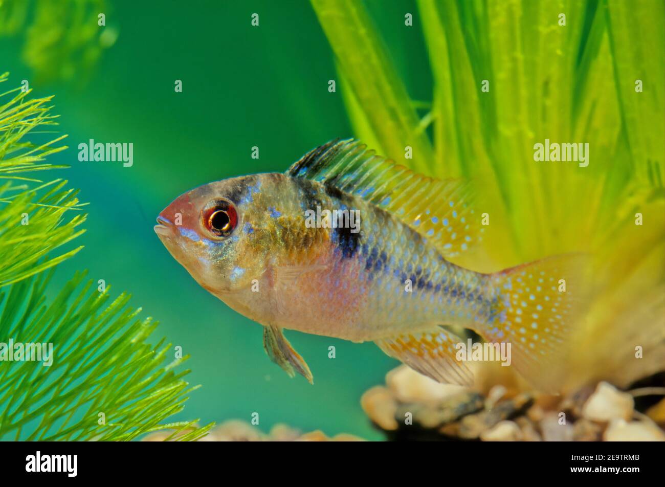 The blue ram, Mikrogeophagus ramirezi, is a species of freshwater fish endemic to the Orinoco River basin, in the savannahs of Venezuela and Colombia Stock Photo