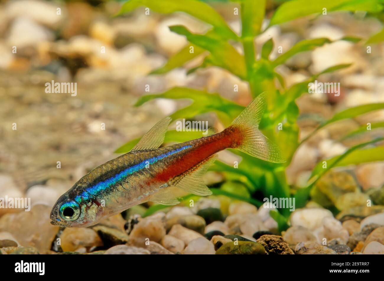 The neon tetra (Paracheirodon innesi) is a freshwater fish of the characin family (family Characidae) of order Characiformes. Stock Photo