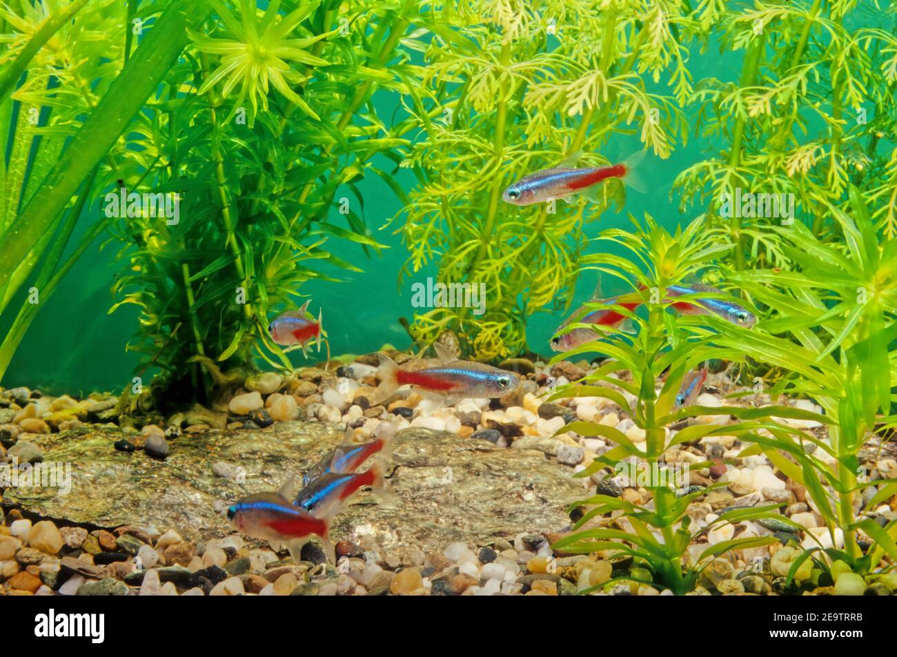 The neon tetra (Paracheirodon innesi) is a freshwater fish of the characin family (family Characidae) of order Characiformes. Stock Photo
