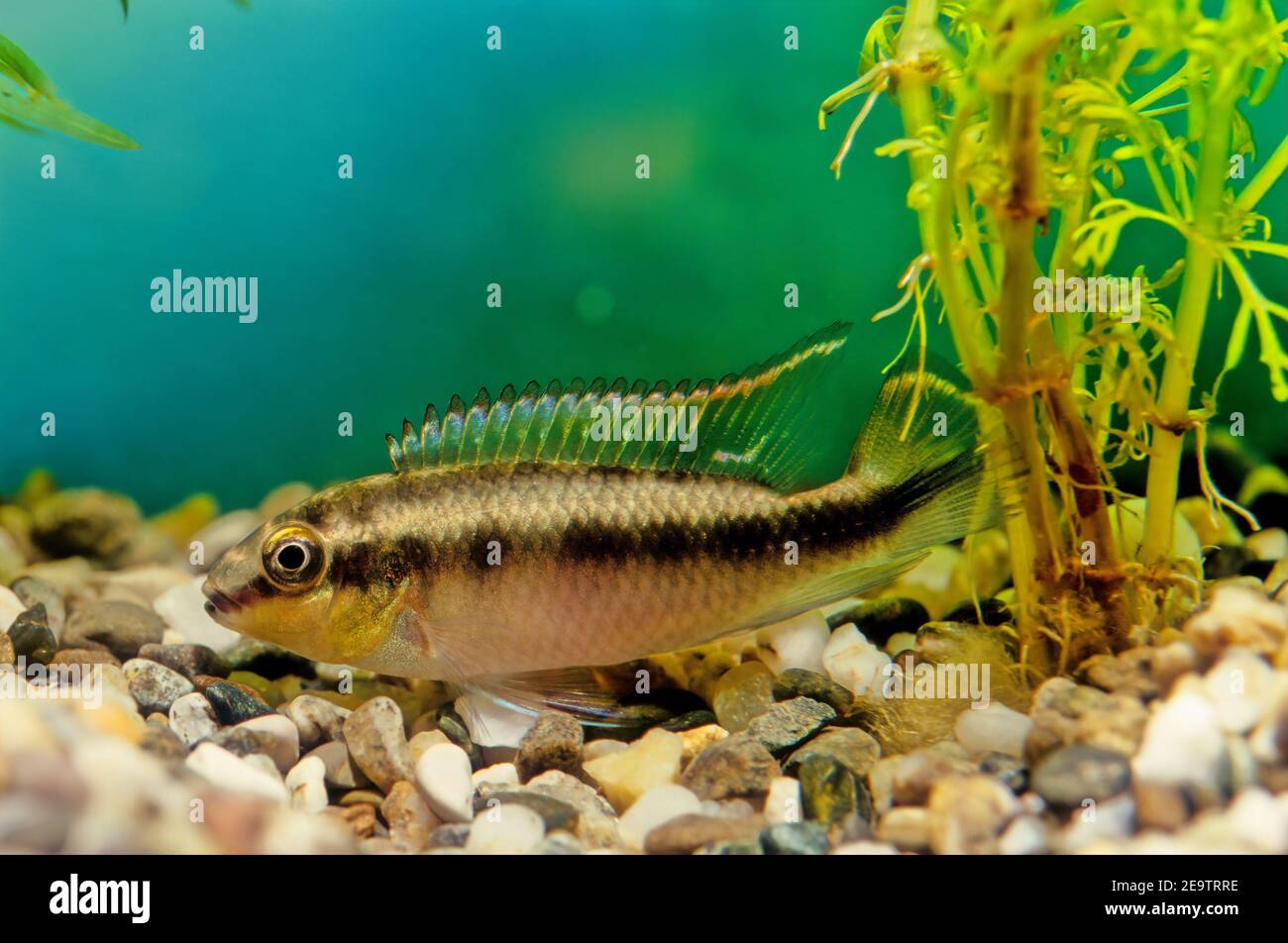 Pelvicachromis pulcher is a freshwater fish of the cichlid family, endemic to Nigeria and Cameroon. Stock Photo