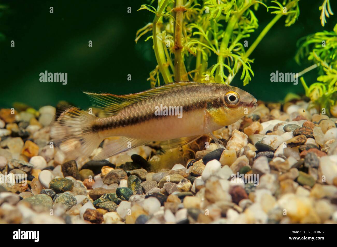 Pelvicachromis pulcher is a freshwater fish of the cichlid family, endemic to Nigeria and Cameroon. Stock Photo