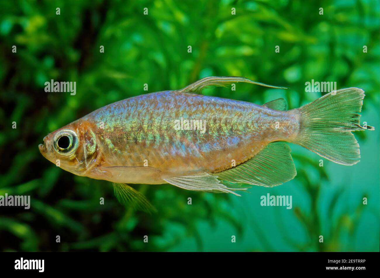 The Congo tetra (Phenacogrammus interruptus) is a species of fish in the African tetra family, found in the central Congo River Basin in Africa. Stock Photo