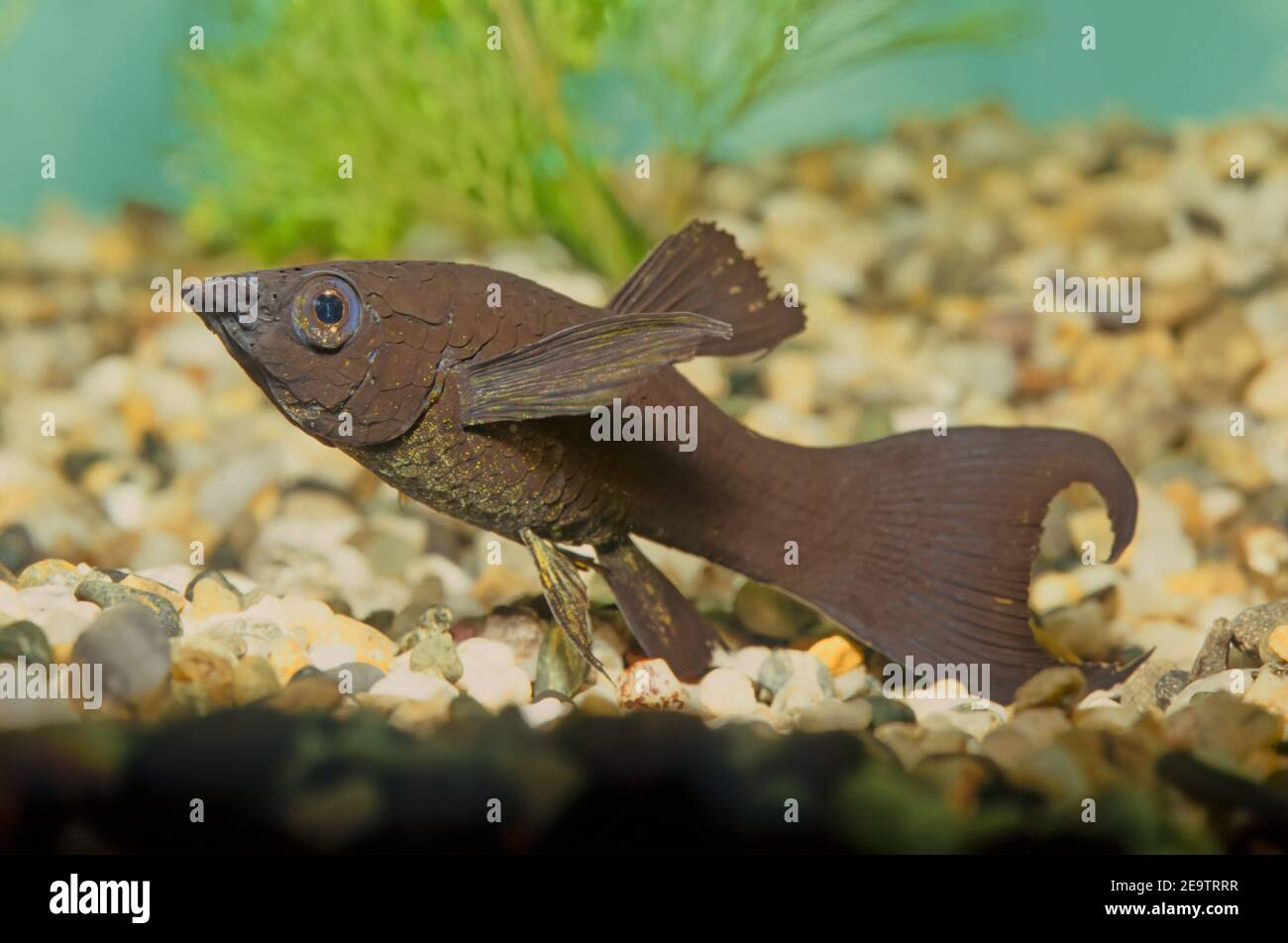 The sailfin molly (Poecilia latipinna) is a species of fish of the genus Poecilia. They inhabit fresh, brackish, salt, and coastal waters from North C Stock Photo