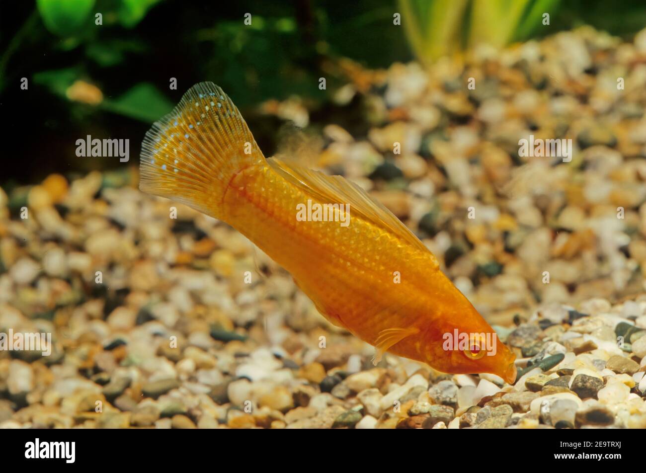 Poecilia velifera, the Yucatan molly, lives in coastal waters of the Yucatan peninsula. Stock Photo