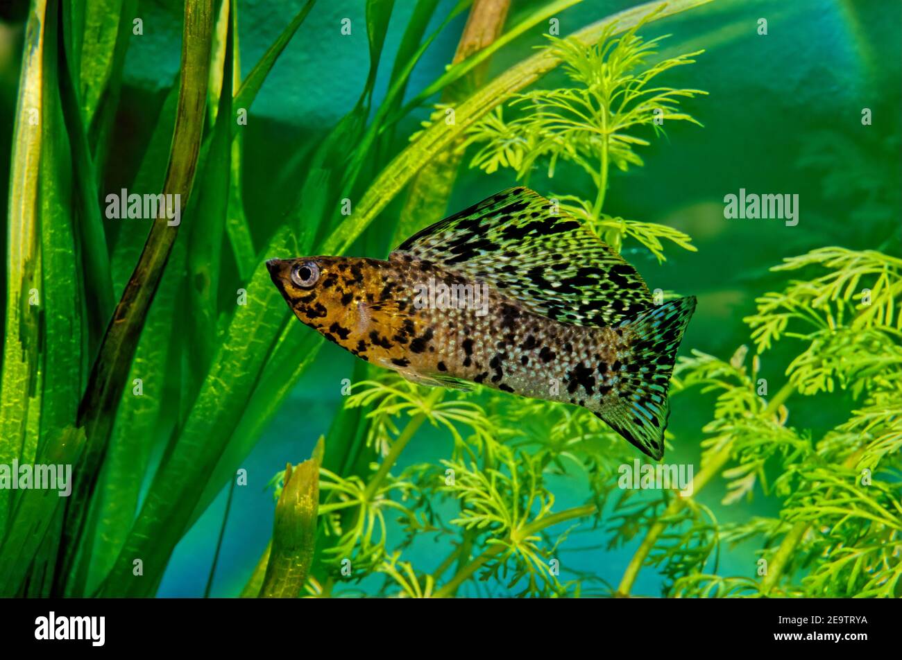 Poecilia velifera, the Yucatan molly, lives in coastal waters of the Yucatan peninsula. Stock Photo