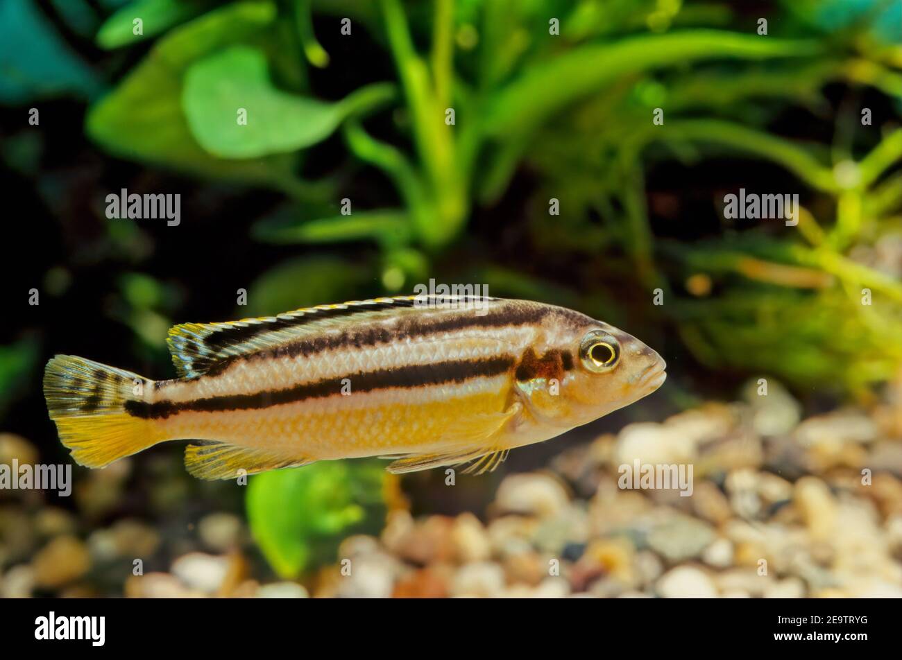 Melanochromis auratus, the auratus cichlid, is a freshwater fish of the cichlid family. Stock Photo