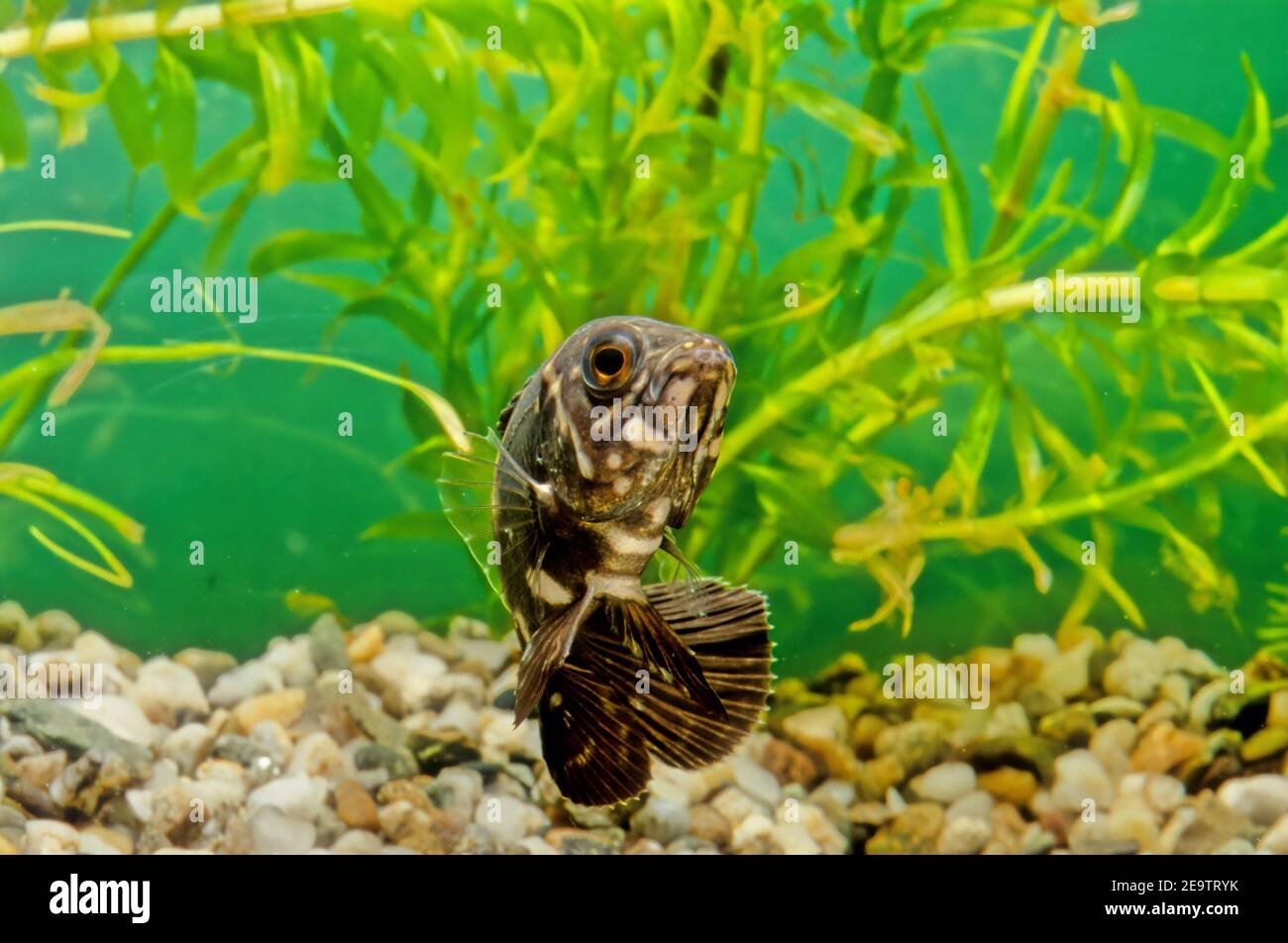 The oscar (Astronotus ocellatus) is a species of fish from the cichlid family known under a variety of common names, including tiger oscar, velvet cic Stock Photo