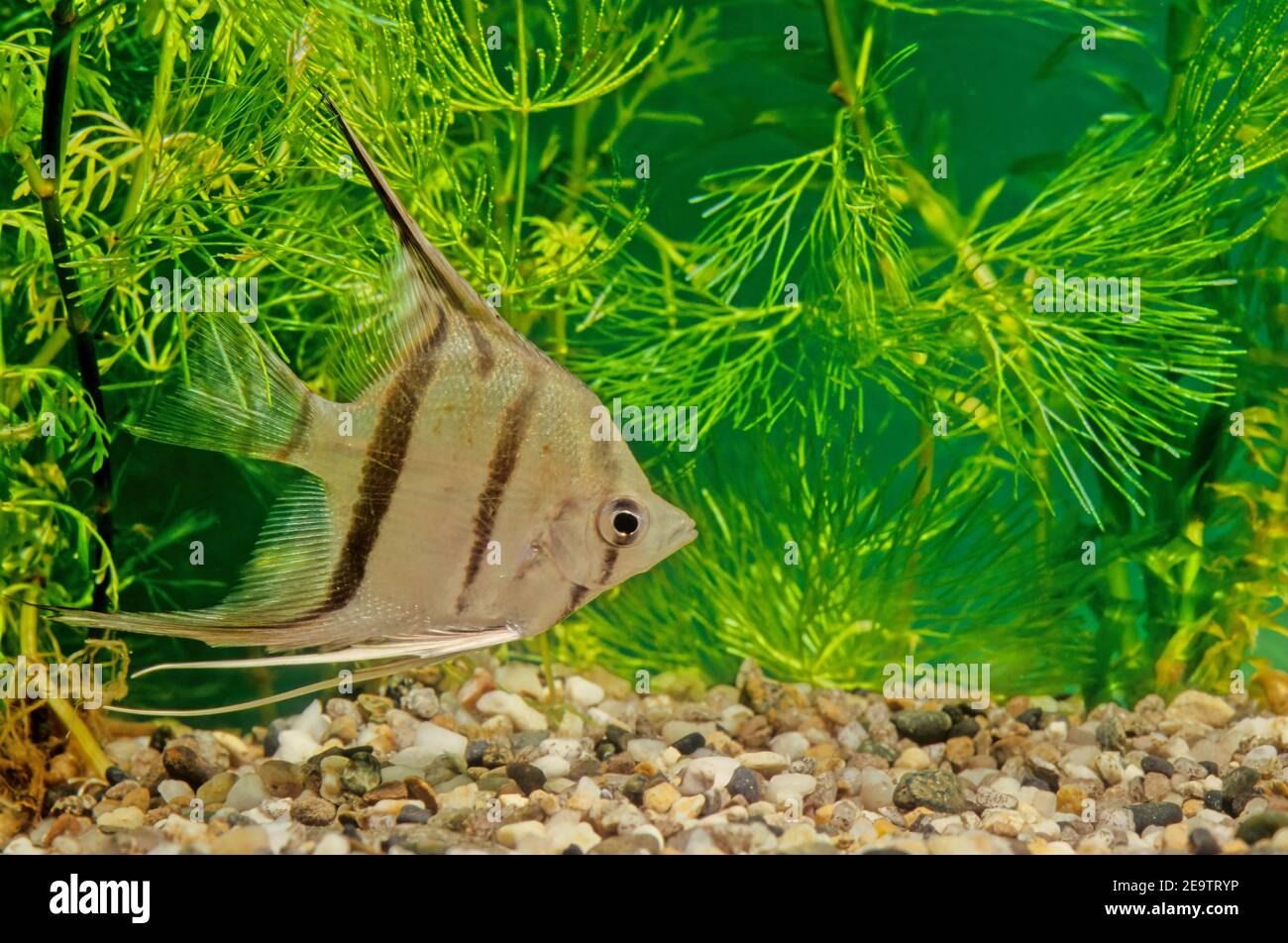 Pterophyllum altum, also referred to as the altum angelfish, deep angelfish, or Orinoco angelfish Stock Photo