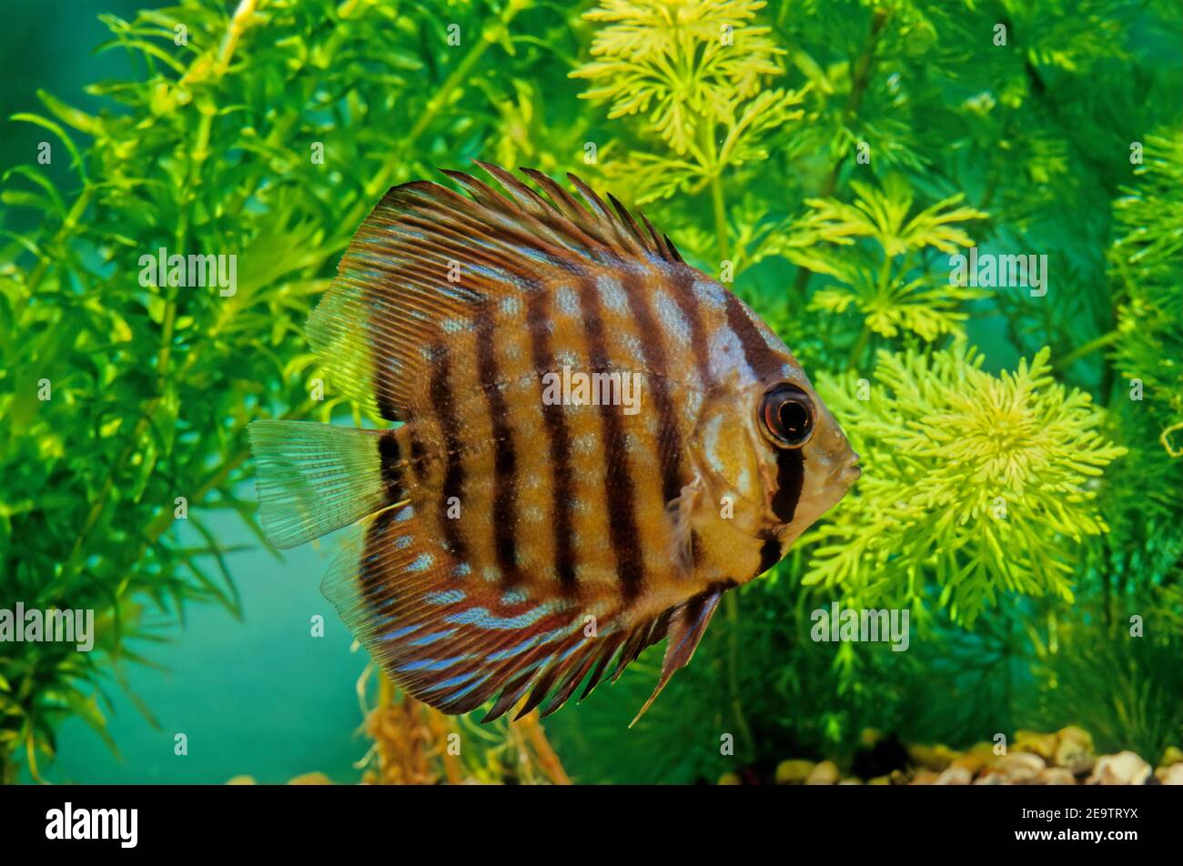 Symphysodon aequifasciatus, the blue discus or brown discus, is a species of cichlid native to rivers of the eastern and central Amazon Basin downrive Stock Photo