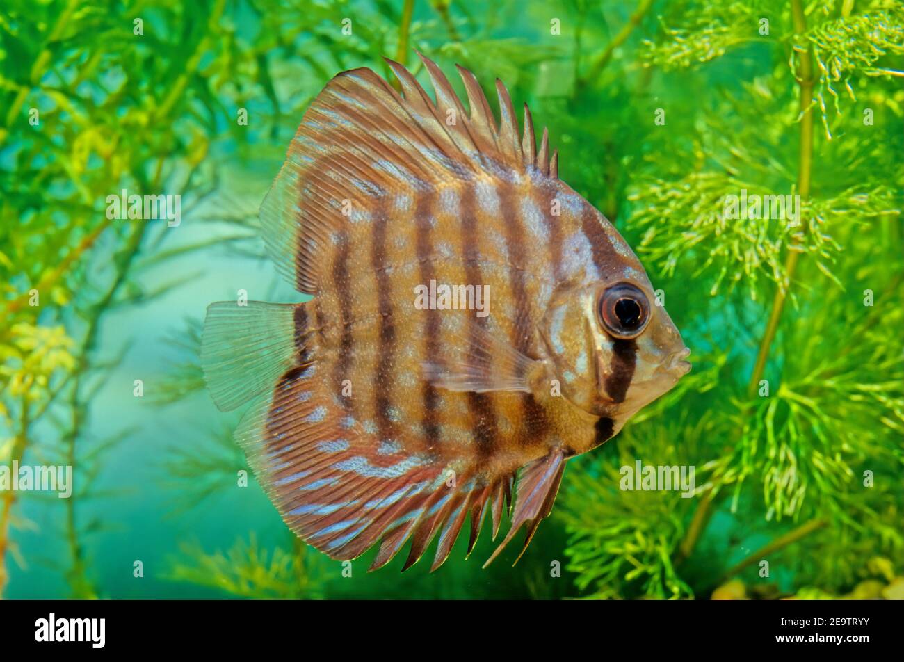 Symphysodon aequifasciatus, the blue discus or brown discus, is a species of cichlid native to rivers of the eastern and central Amazon Basin downrive Stock Photo