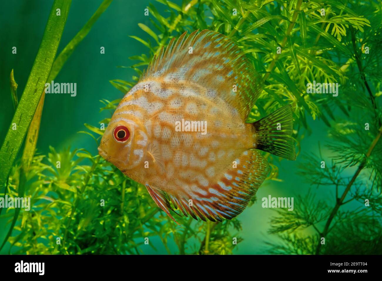 Heckel hi-res stock photography and images - Page 3 - Alamy