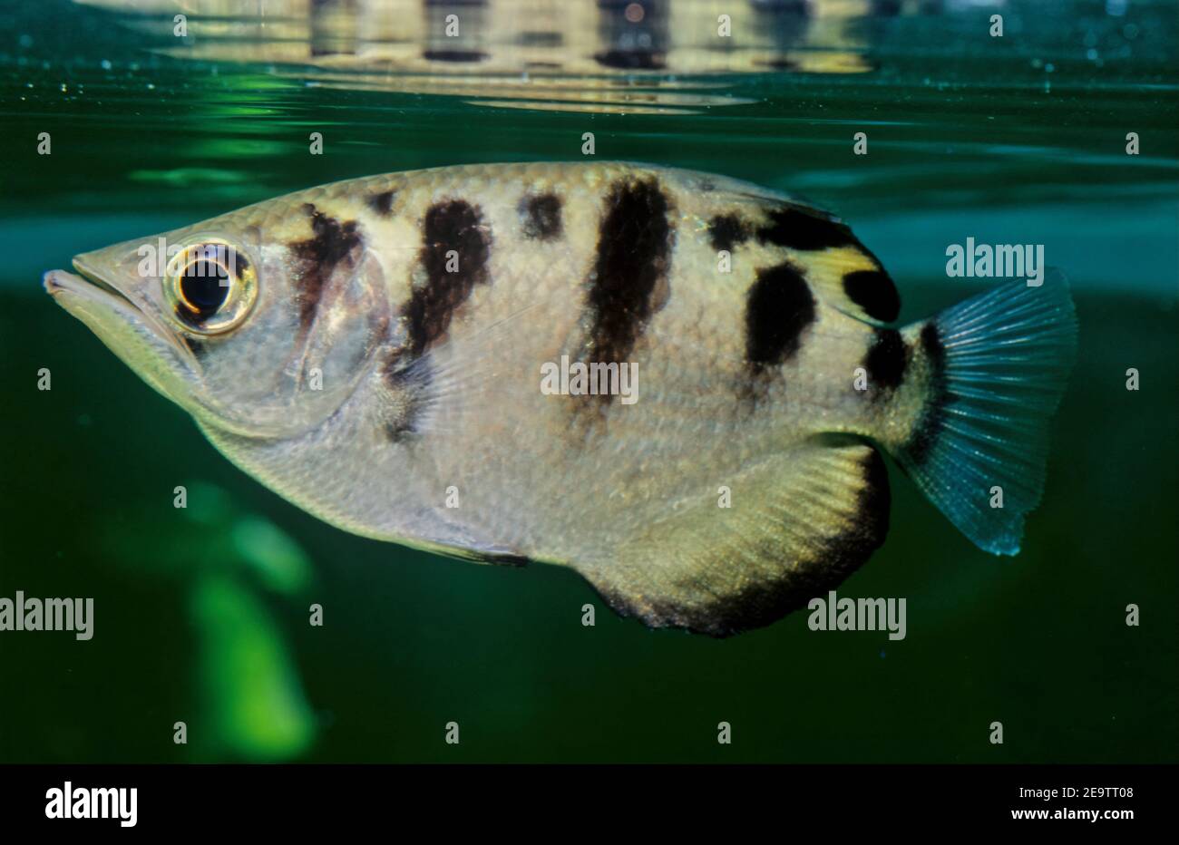 The archerfish (spinner fish or archer fish) form a monotypic family, Toxotidae, of fish known for their habit of preying on land-based insects and ot Stock Photo