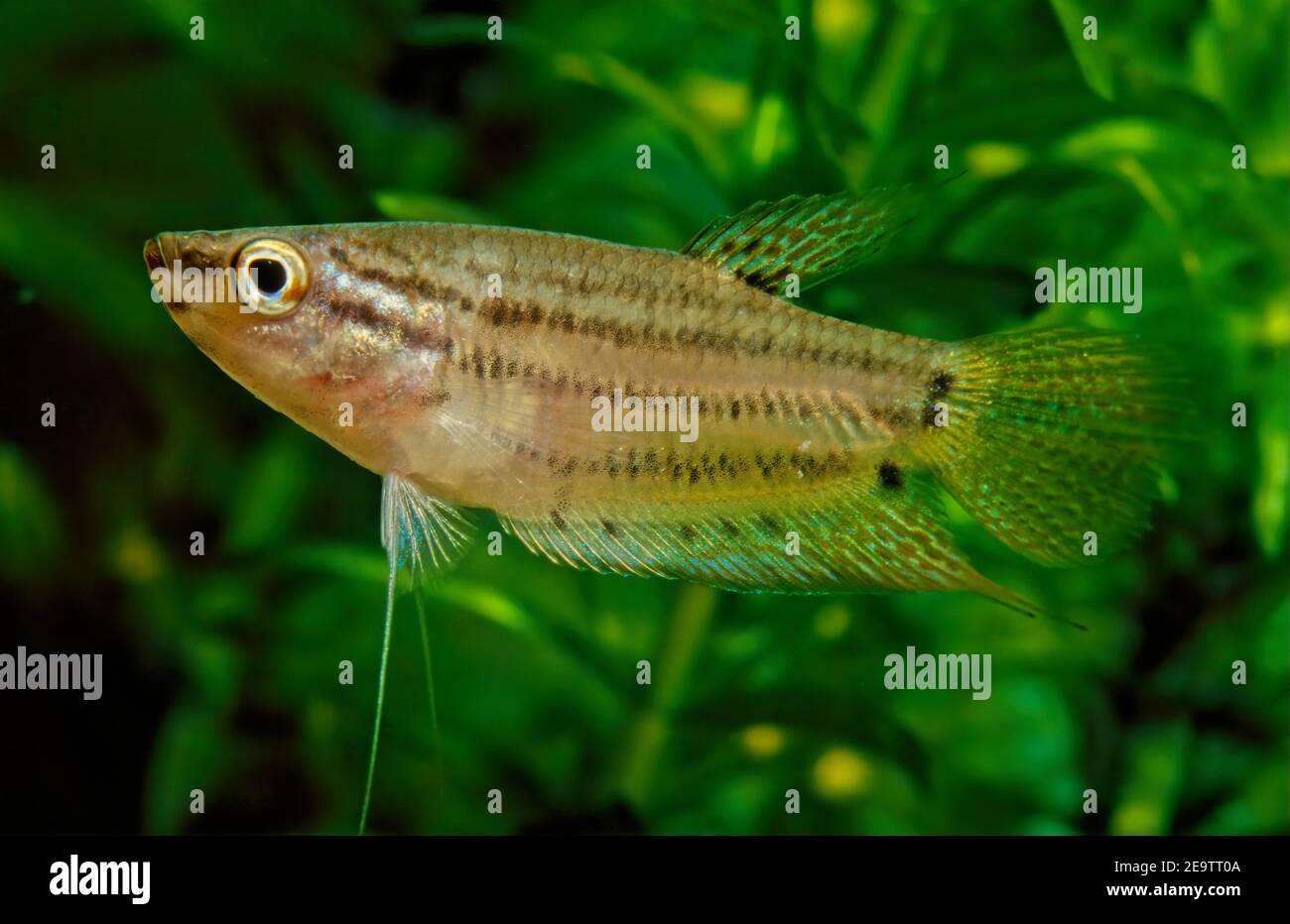 The croaking gourami (Trichopsis vittata) is a species of small freshwater labyrinth fish of the gourami family. Stock Photo
