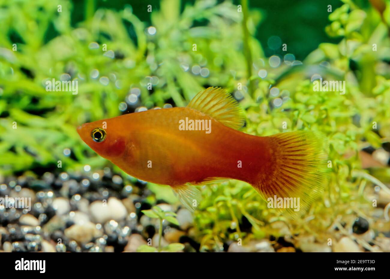 The variable platyfish (Xiphophorus variatus), also known as variatus platy or variegated platy, is a species of freshwater fish in family Poecilidae Stock Photo