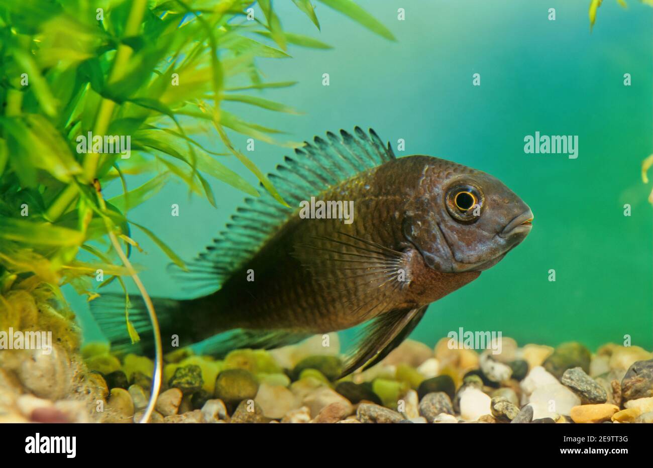 Tropheus duboisi, the white spotted cichlid, is a species of cichlid endemic to Lake Tanganyika. It can reach a length of 12 cm Stock Photo