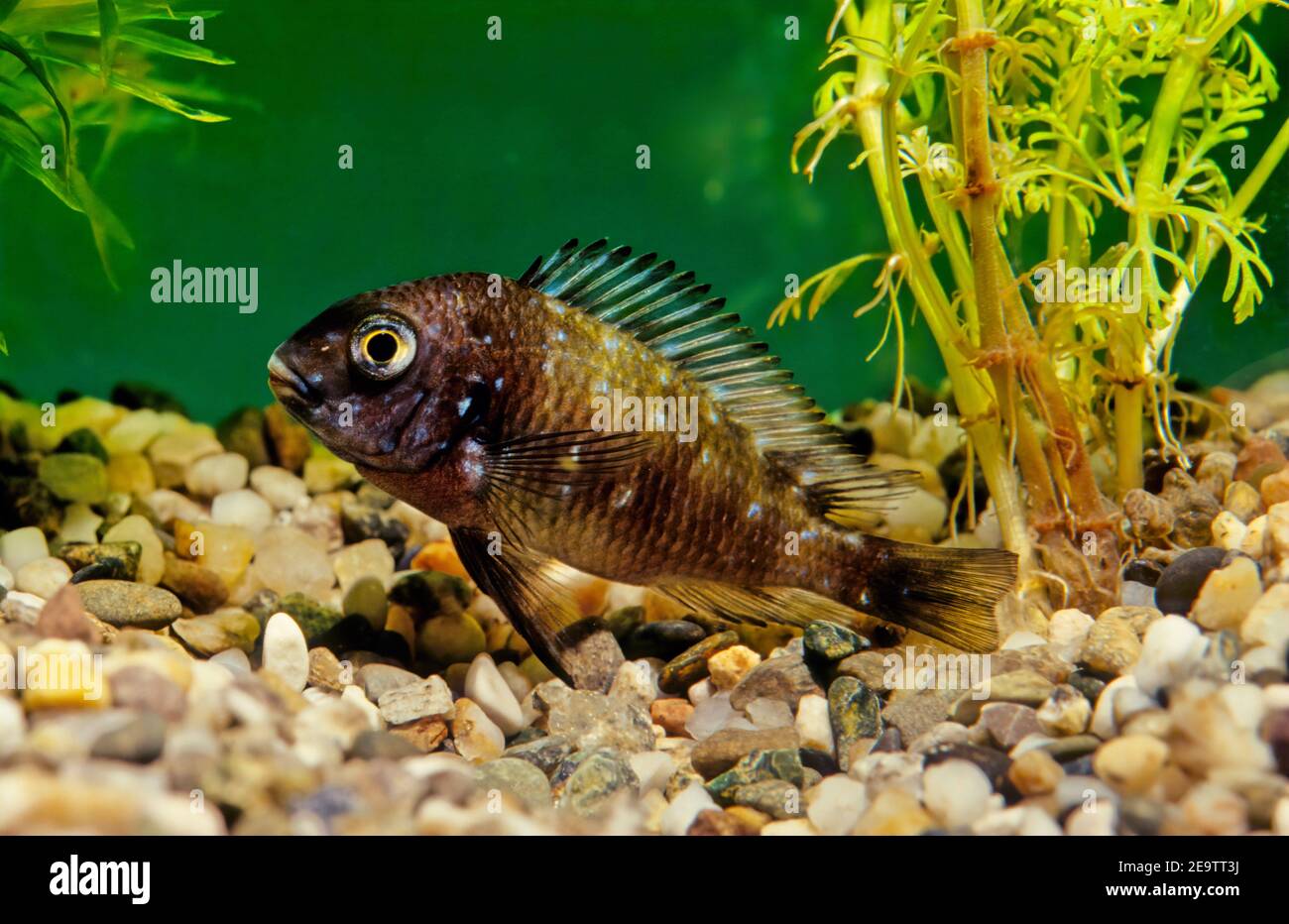 Tropheus duboisi, the white spotted cichlid, is a species of cichlid endemic to Lake Tanganyika. It can reach a length of 12 cm Stock Photo