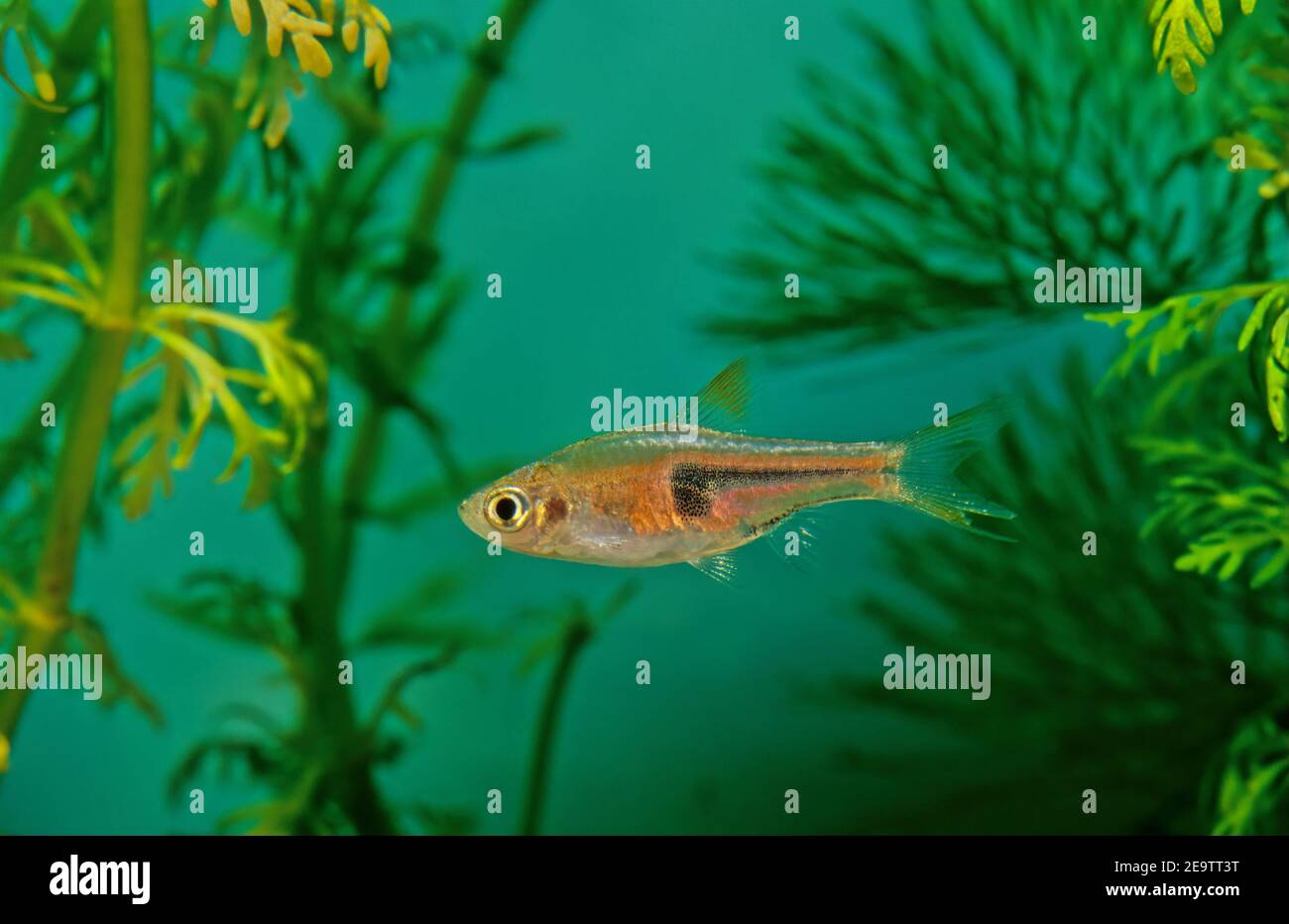 The glowlight rasbora (Trigonostigma hengeli) is a species of cyprinid fish in the genus Trigonostigma. Stock Photo