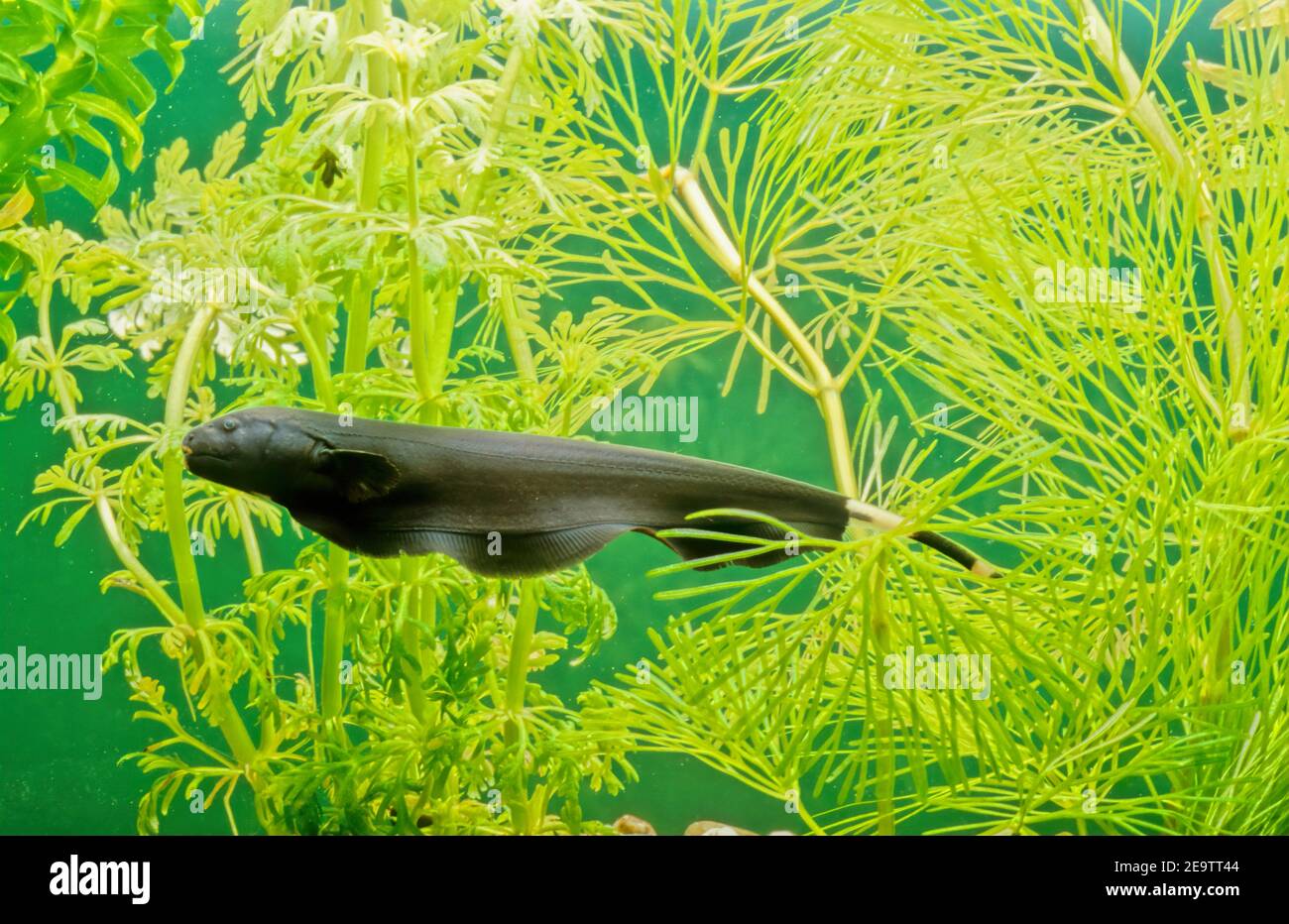 The black ghost knifefish (Apteronotus albifrons) is a tropical fish belonging to the ghost knifefish family (Apteronotidae). Stock Photo