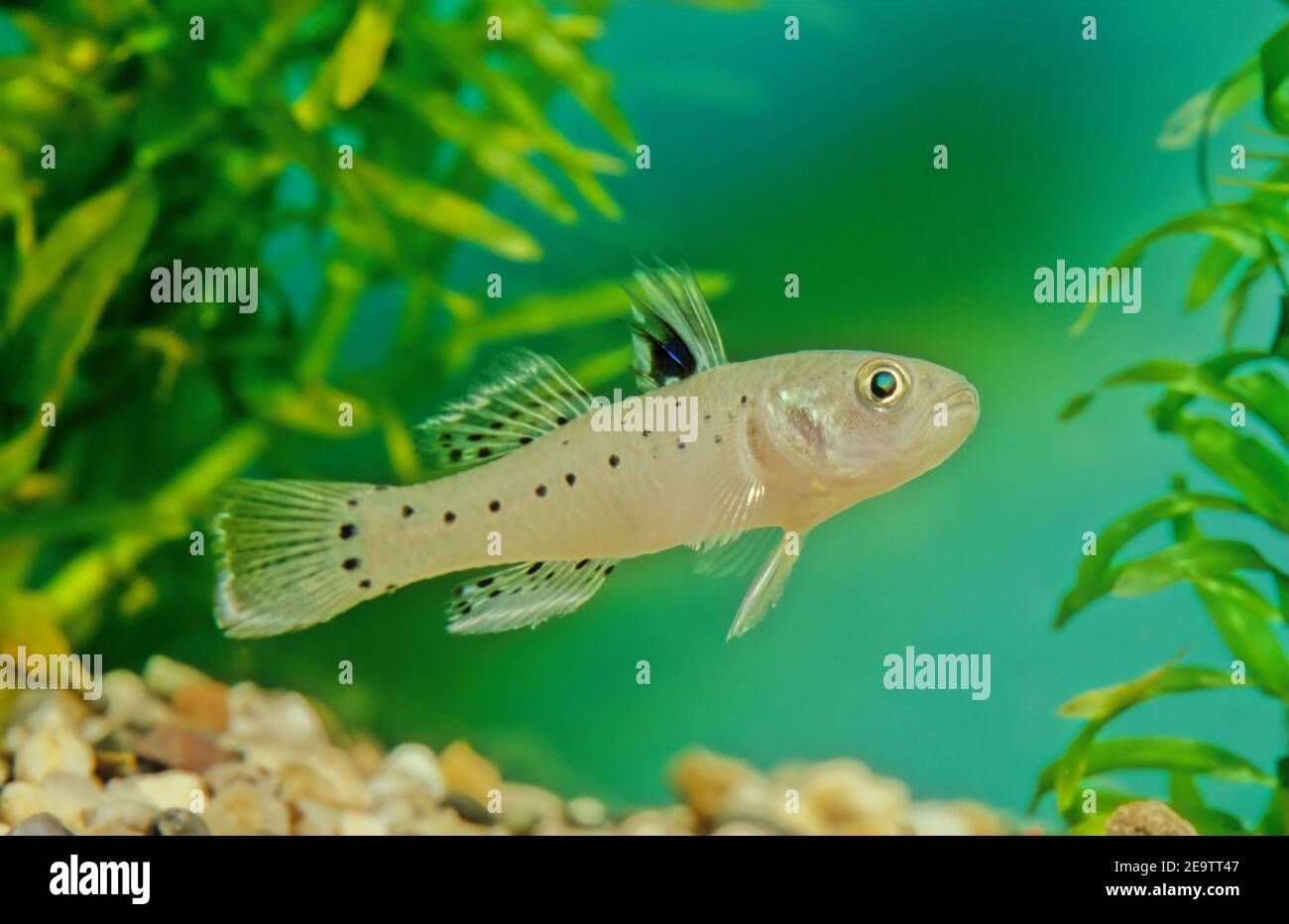 Stigmatogobius sadanundio is a species of goby native to south Asia from India to Indonesia including Sri Lanka and the Andaman Islands. Stock Photo