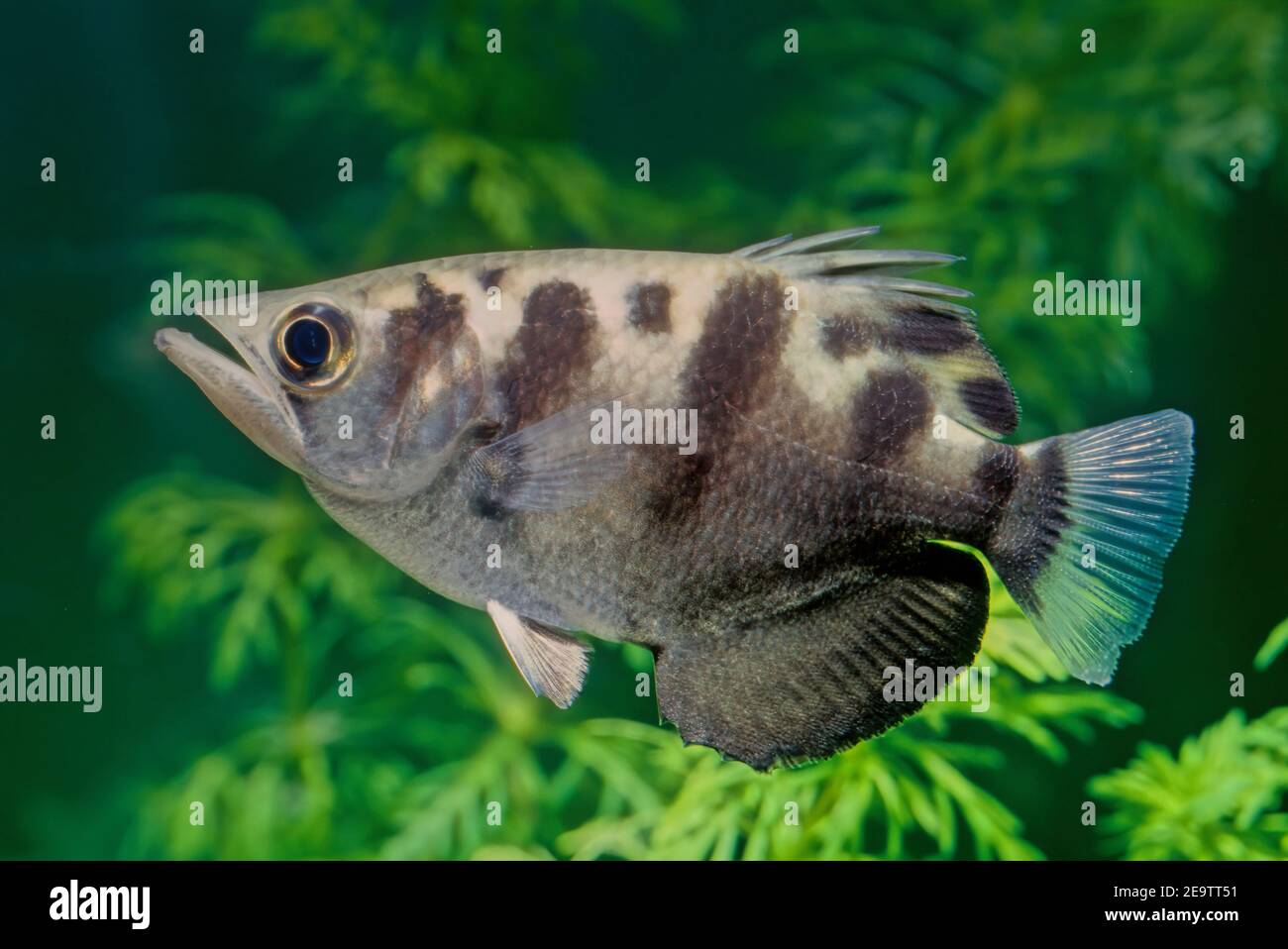 The archerfish (spinner fish or archer fish) form a monotypic family, Toxotidae, of fish known for their habit of preying on land-based insects and ot Stock Photo