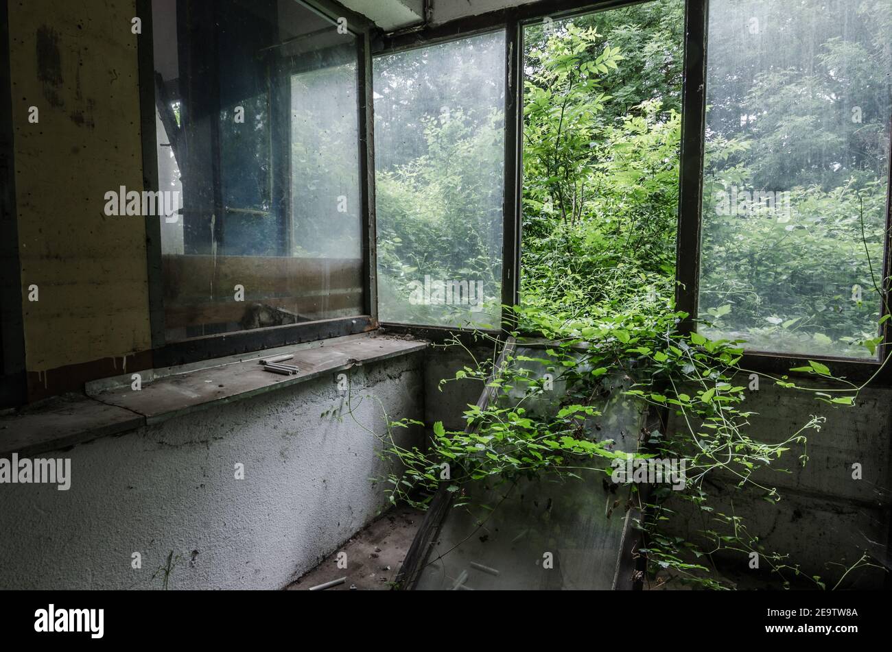 overgrown room with window in a factory Stock Photo