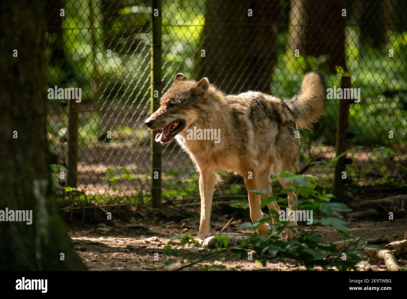 Eurasian wolf, Canis lupus, alpha male in a spring  european forest (The Wolf - a critically endangered  predator in its biotope) Stock Photo