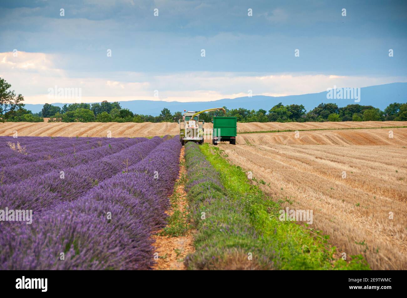 Harvest of lavender Stock Photo