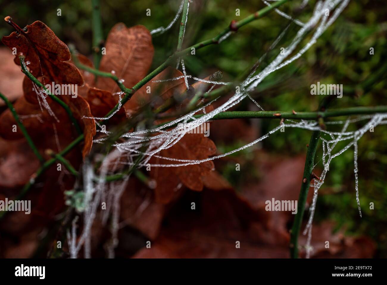 Spider web christmas tree hi-res stock photography and images - Alamy