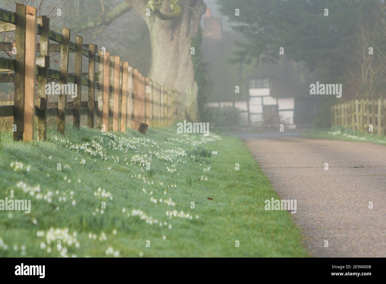 Avon Valley footpath, Burgate, Fordingbridge, New Forest, Hampshire, UK, 6th February, 2021, Weather: Mist and fog shroud the countryside and temperatures are close to freezing early morning ahead of a period of very cold weather. Snowdrops shine through the murky conditions. Credit: Paul Biggins/Alamy Live News Stock Photo