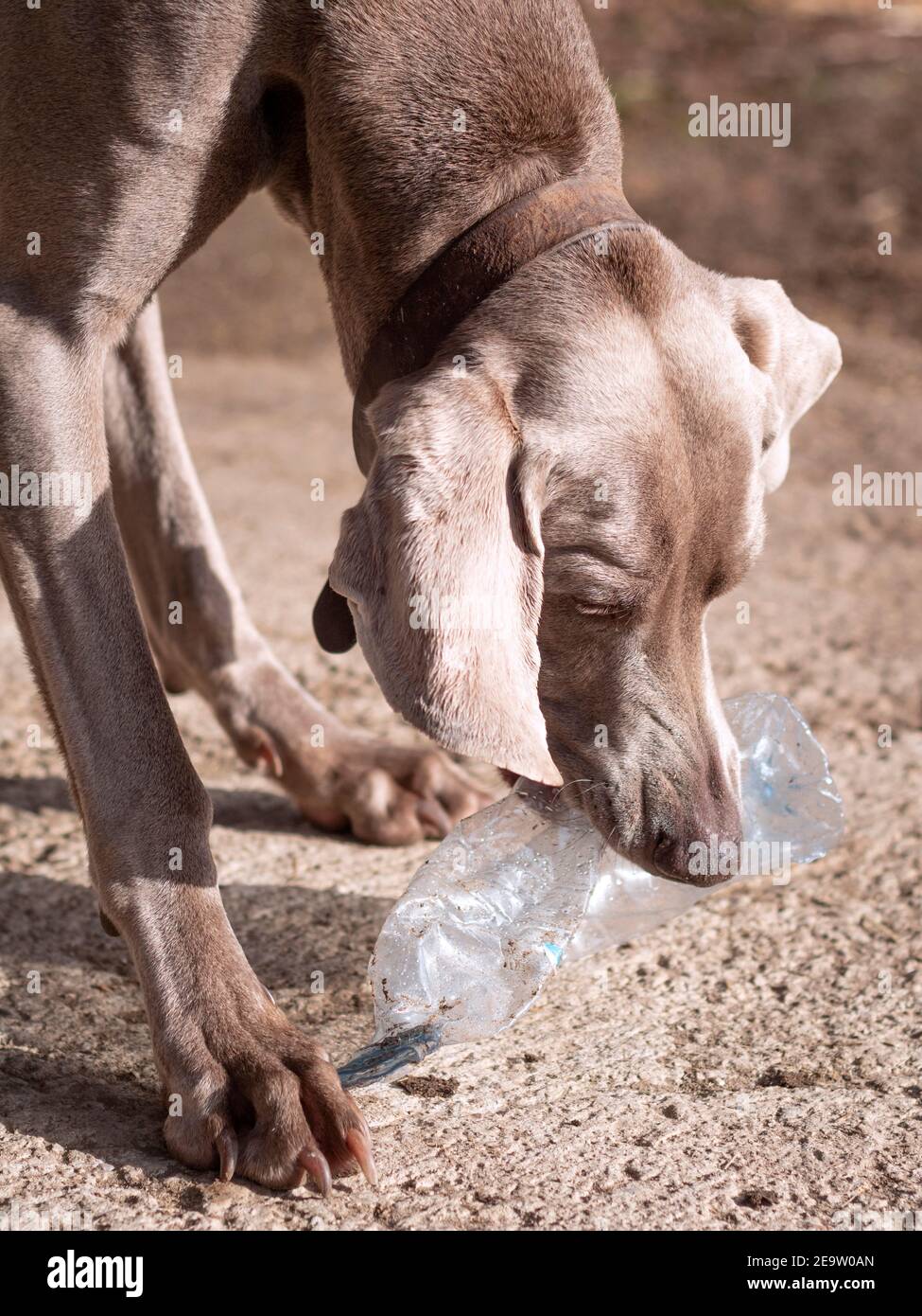 Weimaraner dog playing biting a plastic bottle in the outside. Stock Photo