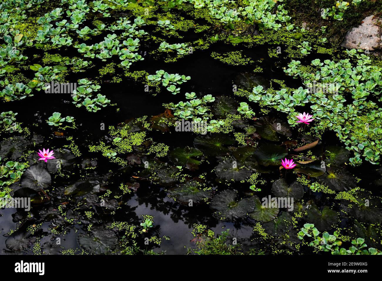 Pink lotus flowers grown in green dirty water with leaves all around in