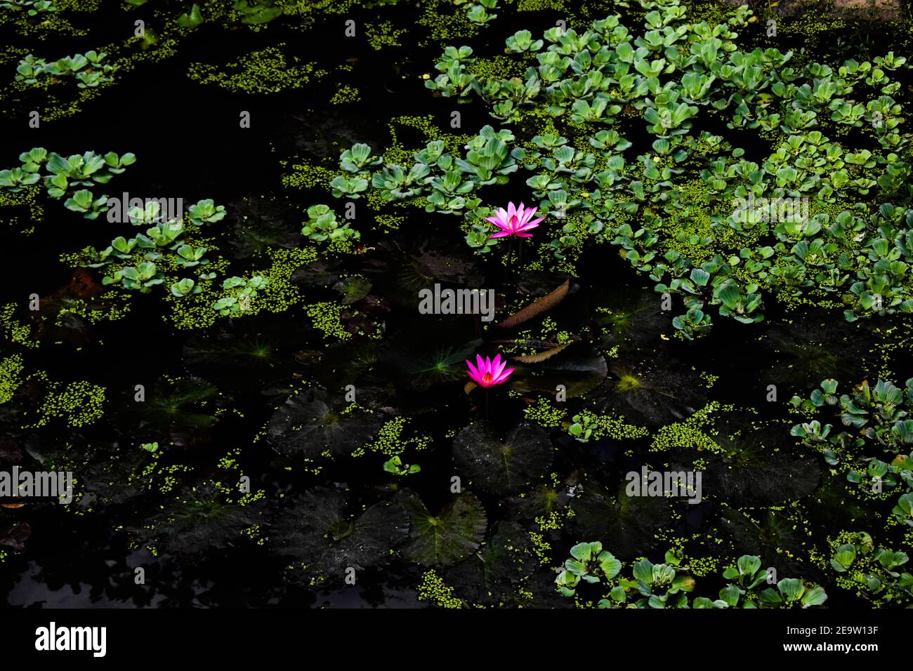 Pink lotus flowers grown in green dirty water with leaves all around in