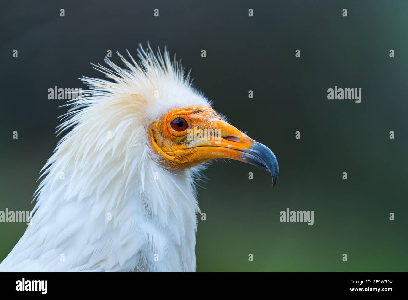 Detail of the head of an Egyptian Vulture (Neophron percnopterus). White scavenger vulture or pharaoh's chicken. In Spanish Alimoche común, abanto, g Stock Photo