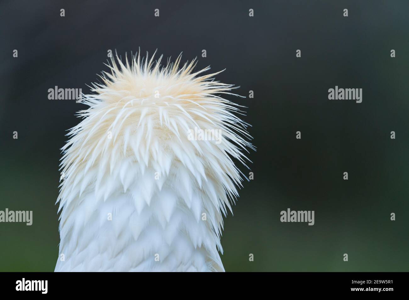 Detail of the head of an Egyptian Vulture (Neophron percnopterus). White scavenger vulture or pharaoh's chicken. In Spanish Alimoche común, abanto, g Stock Photo