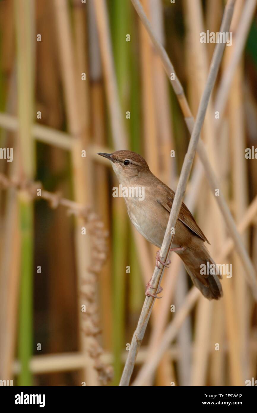 Savis Warbler ( Locustella luscinioides ) in its typical habitat, in the reeds, perched on reed, watching, wildife, Europe. Stock Photo