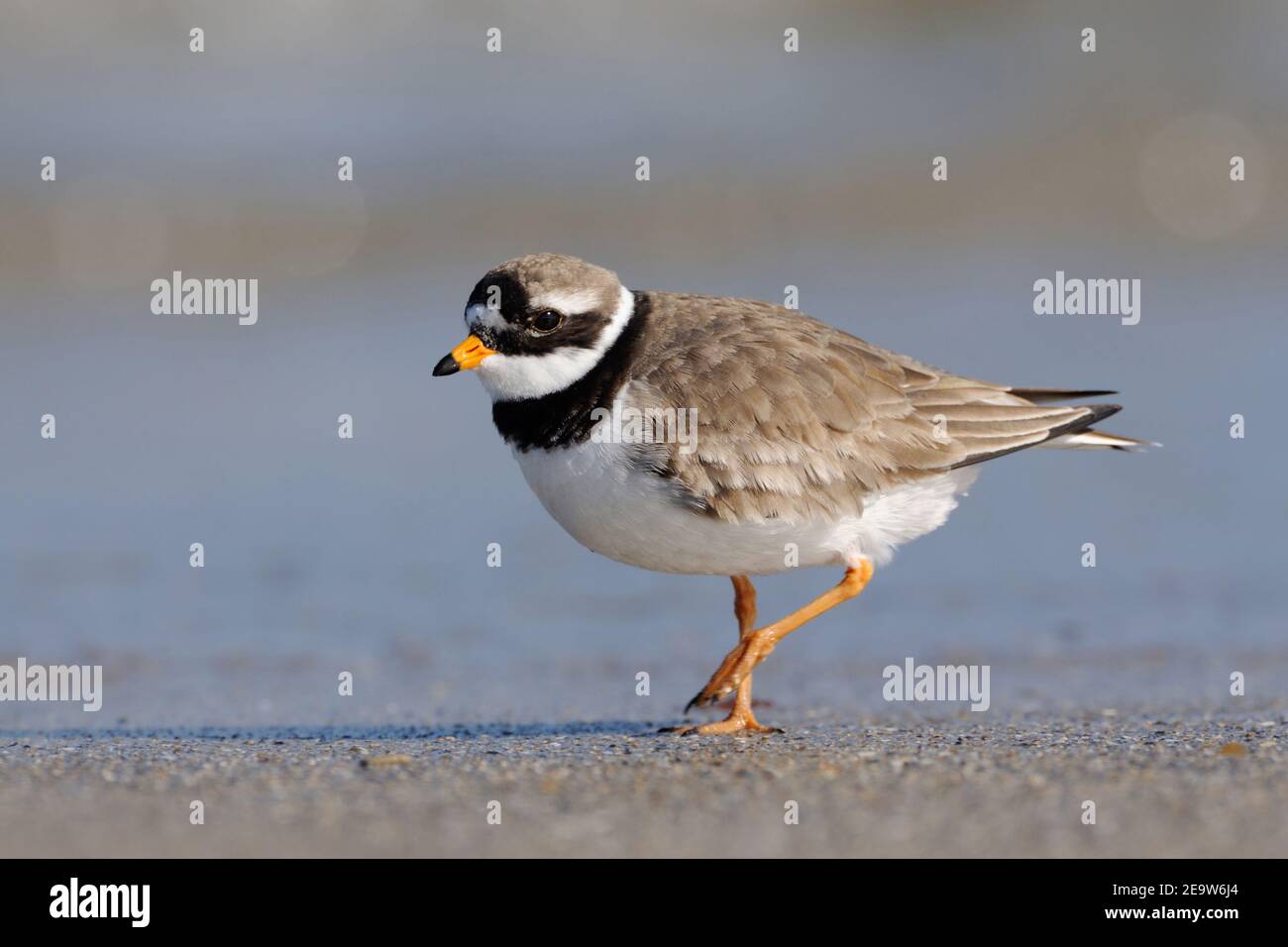 Great Ringed Plover / Common Ringed Plover ( Charadrius hiaticula ) tripping along the driftline, wildlife, Europe. Stock Photo