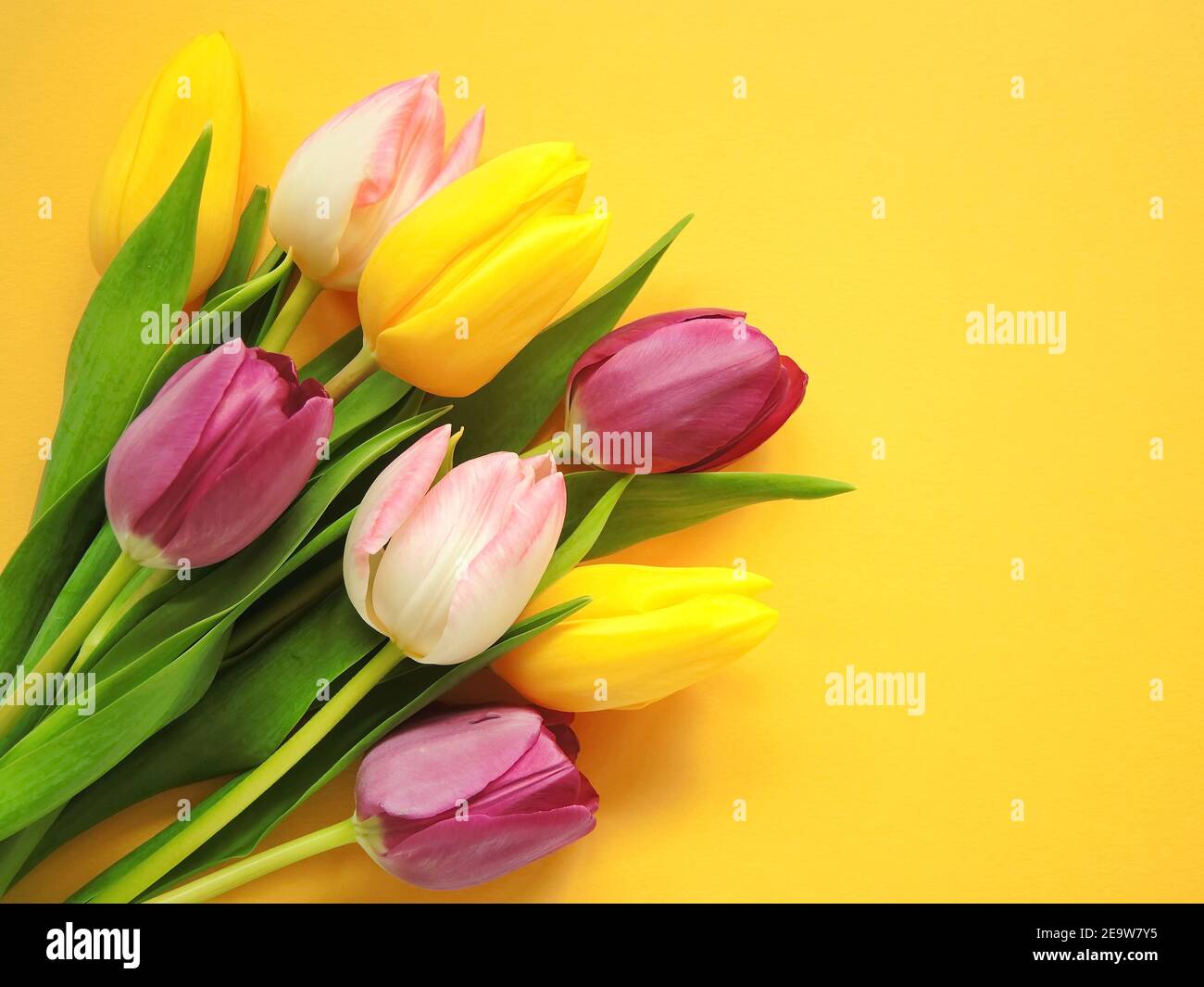 Bouquet of multicolored tulips. Bright spring background. Stock Photo