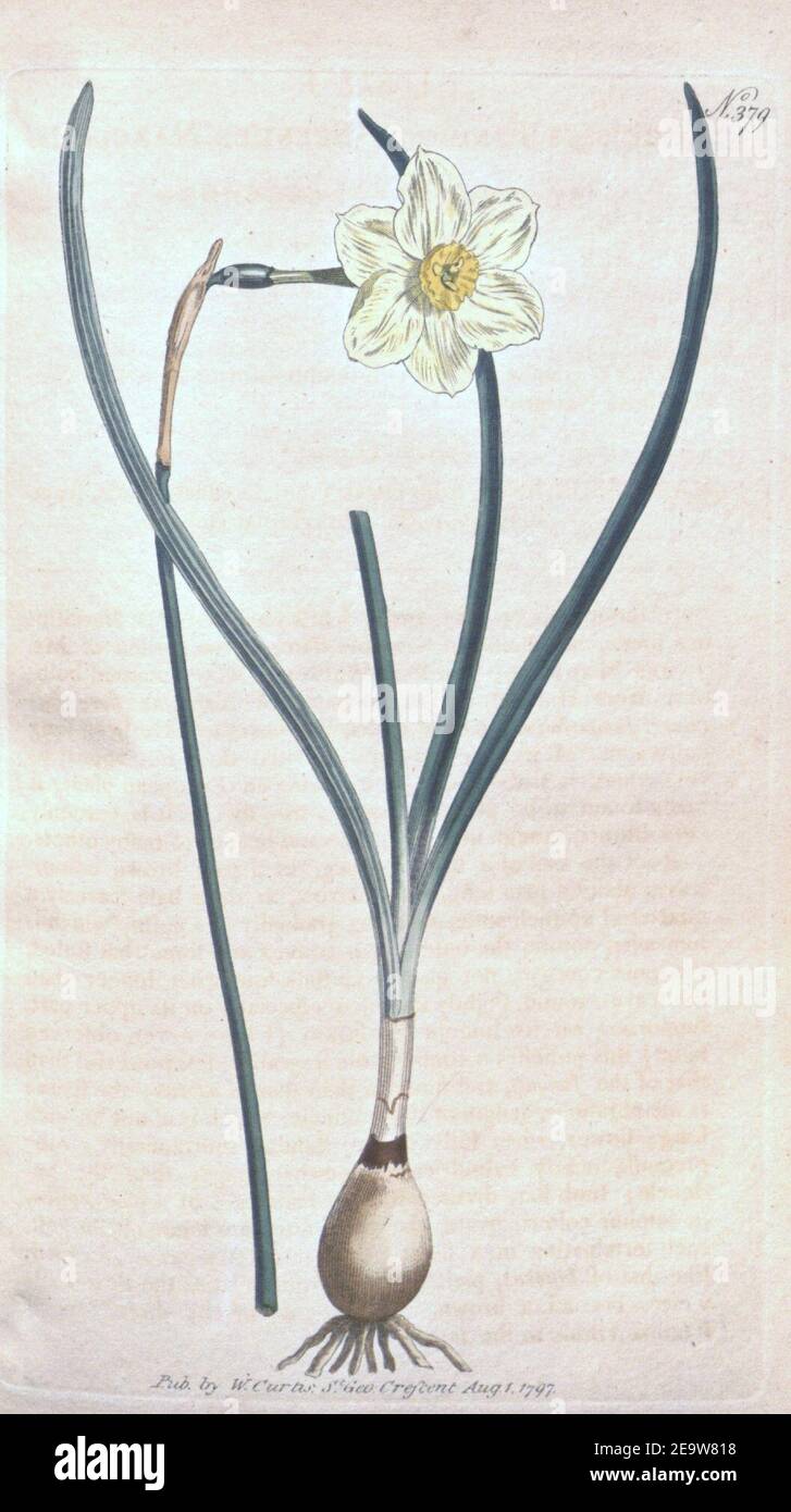 Narcissus × tenuior. Stock Photo
