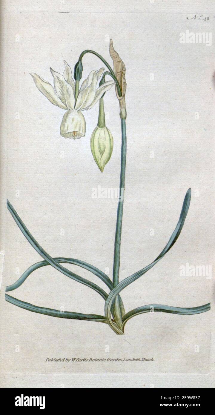 Narcissus triandrus Curtis Stock Photo Alamy
