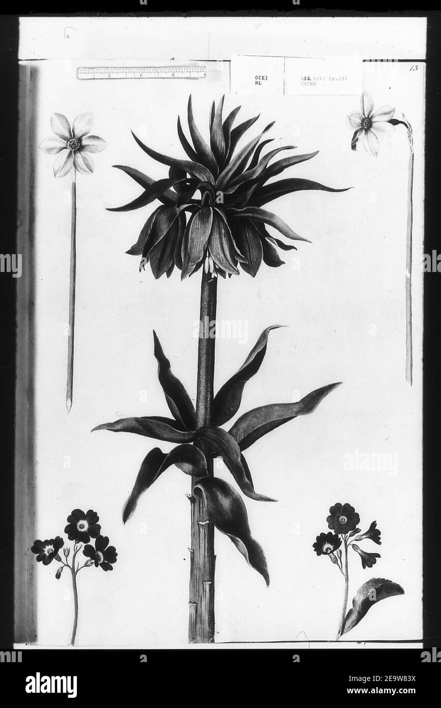 Narcissus radiiflorus, narcissus poeticus, Crown imperial (fritillaria imperialis), auriculas (primula x pubescens Jacq.) Stock Photo