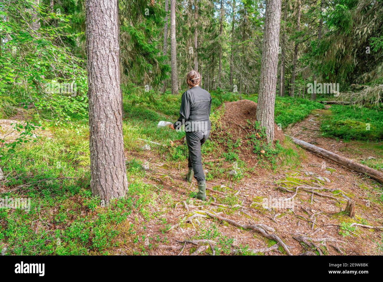 Cute middle aged Caucasian women wearing black sportswear walking with map in pine tree forest during exercise in outdoor orienteering, Sweden, hobby Stock Photo