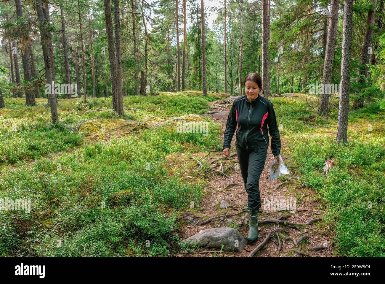 Cute middle aged Caucasian women wearing black sportswear walking with map in pine tree forest during exercise in outdoor orienteering, Sweden, hobby Stock Photo